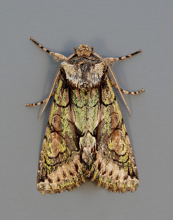 73.068 BF2245 Green-brindled Crescent Allophyes oxyacanthae