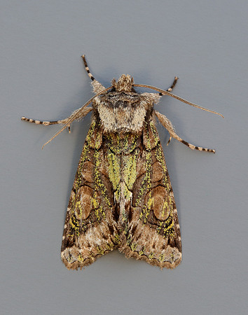 73.068 BF2245 Green-brindled Crescent Allophyes oxyacanthae