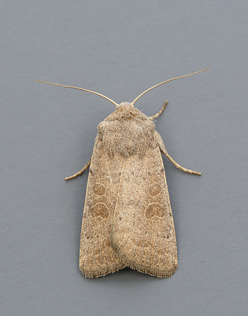73.099 BF2384 Vine's Rustic Hoplodrina ambigua