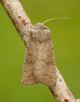 73.099 BF2384 Vine's Rustic Hoplodrina ambigua
