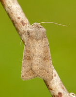 73.099 BF2384 Vine's Rustic Hoplodrina ambigua