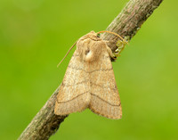 73.101 BF2380 Treble Lines Charanyca trigrammica