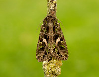 73.106 BF2304 Orache Moth Trachea atriplicis