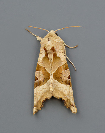 73.113 BF2306 Angle Shades Phlogophora meticulosa