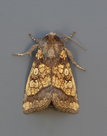 73.121 BF2364 Frosted Orange Gortyna flavago