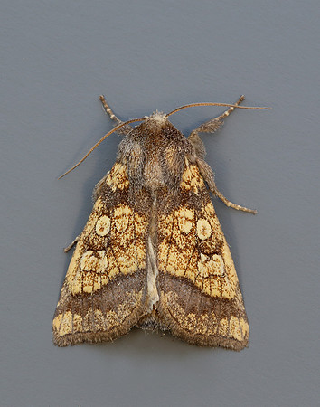 73.121 BF2364 Frosted Orange Gortyna flavago