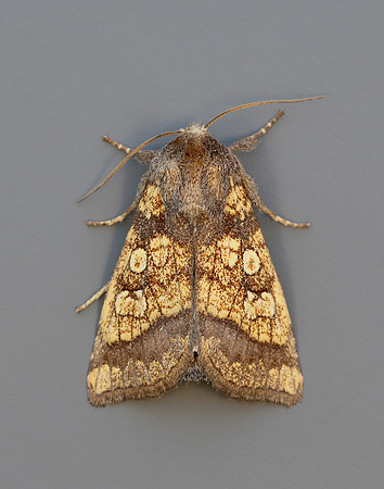 73.121 BF2364 Frosted Orange Gortyna flavago