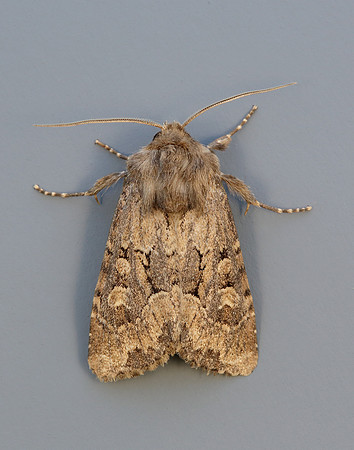 73.131 BF2353 Flounced Rustic Luperina testacea