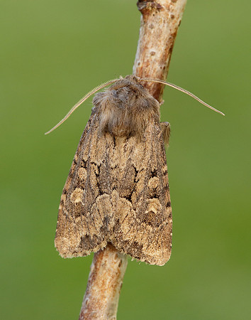 73.131 BF2353 Flounced Rustic Luperina testacea