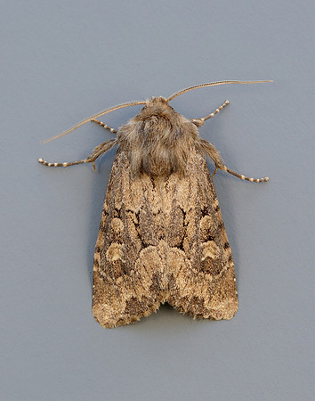 73.131 BF2353 Flounced Rustic Luperina testacea