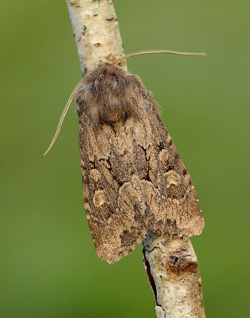 73.131 BF2353 Flounced Rustic Luperina testacea