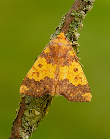 73.180 BF2272 Barred Sallow Tiliacea aurago