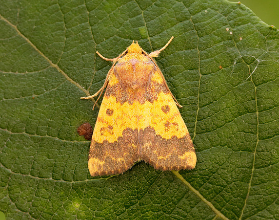 73.180 BF2272 Barred Sallow Tiliacea aurago