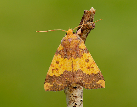73.180 BF2272 Barred Sallow Tiliacea aurago