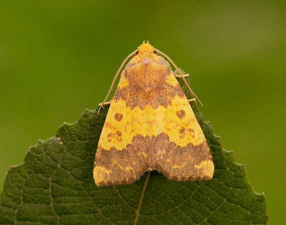 73.180 BF2272 Barred Sallow Tiliacea aurago