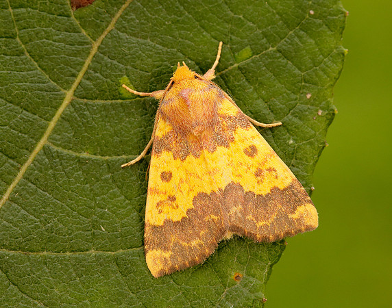 73.180 BF2272 Barred Sallow Tiliacea aurago