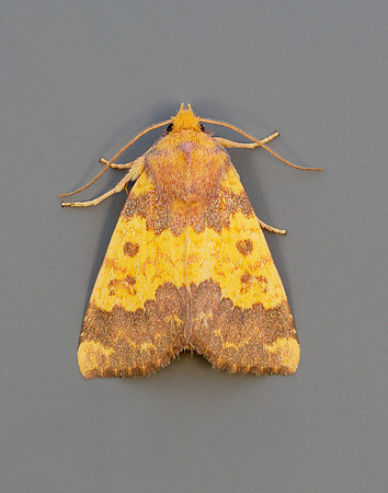 73.180 BF2272 Barred Sallow Tiliacea aurago