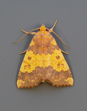 73.180 BF2272 Barred Sallow Tiliacea aurago