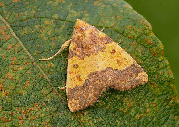 73.180 BF2272 Barred Sallow Tiliacea aurago