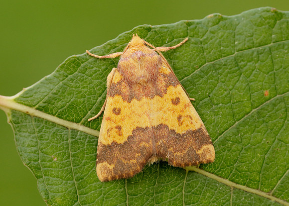 73.180 BF2272 Barred Sallow Tiliacea aurago