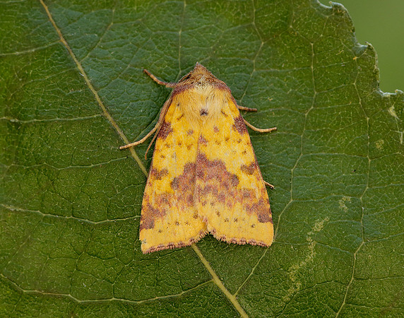73.181 BF2273 Pink-barred Sallow Xanthia togata