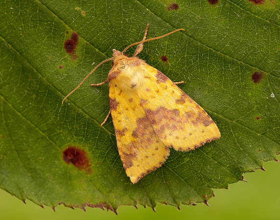 73.181 BF2273 Pink-barred Sallow Xanthia togata