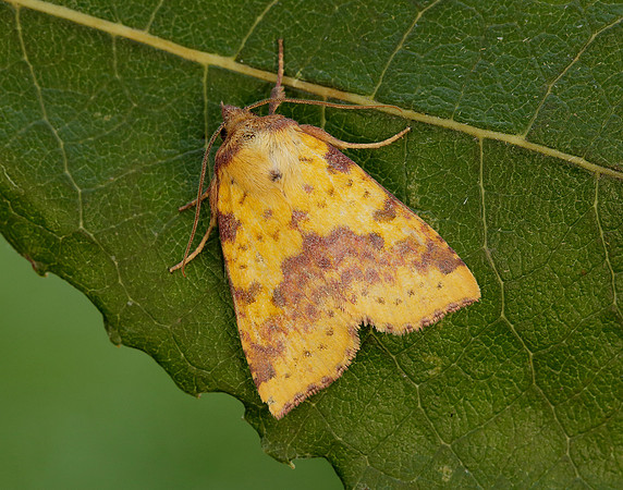 73.181 BF2273 Pink-barred Sallow Xanthia togata