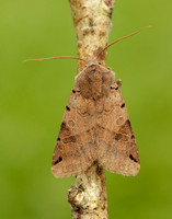 73.187 BF2266 Brown-spot Pinion Agrochola litura