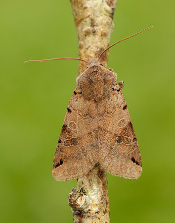 73.187 BF2266 Brown-spot Pinion Agrochola litura
