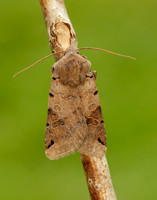 73.187 BF2266 Brown-spot Pinion Agrochola litura