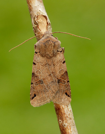 73.187 BF2266 Brown-spot Pinion Agrochola litura