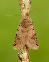 73.187 BF2266 Brown-spot Pinion Agrochola litura