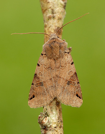 73.187 BF2266 Brown-spot Pinion Agrochola litura