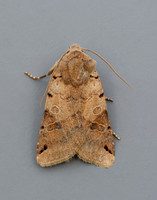 73.187 BF2266 Brown-spot Pinion Agrochola litura