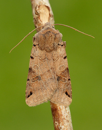73.187 BF2266 Brown-spot Pinion Agrochola litura