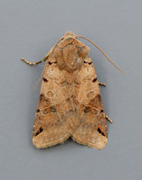 73.187 BF2266 Brown-spot Pinion Agrochola litura