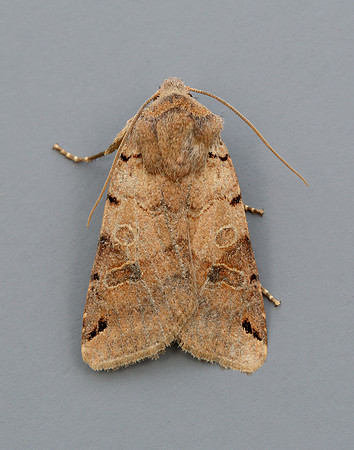 73.187 BF2266 Brown-spot Pinion Agrochola litura