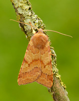 73.188 BF2265 Flounced Chestnut Agrochola helvola