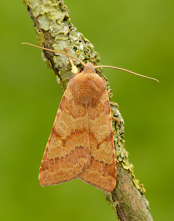73.188 BF2265 Flounced Chestnut Agrochola helvola