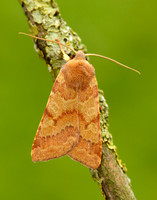 73.188 BF2265 Flounced Chestnut Agrochola helvola