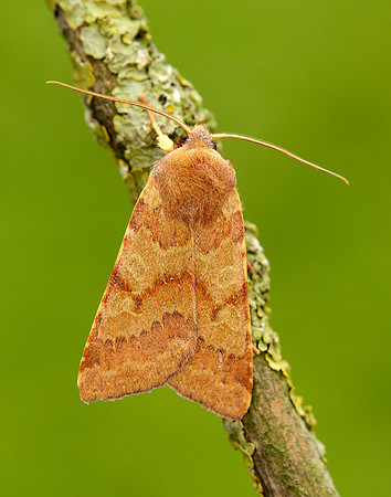 73.188 BF2265 Flounced Chestnut Agrochola helvola