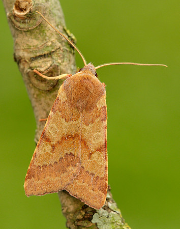 73.188 BF2265 Flounced Chestnut Agrochola helvola