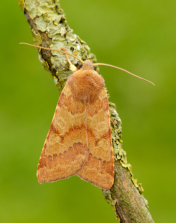 73.188 BF2265 Flounced Chestnut Agrochola helvola