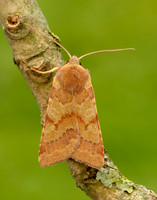 73.188 BF2265 Flounced Chestnut Agrochola helvola
