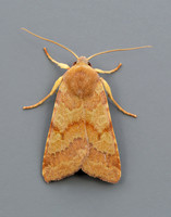 73.188 BF2265 Flounced Chestnut Agrochola helvola