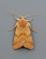 73.188 BF2265 Flounced Chestnut Agrochola helvola
