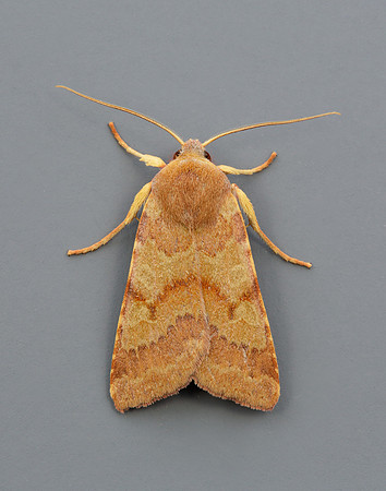 73.188 BF2265 Flounced Chestnut Agrochola helvola