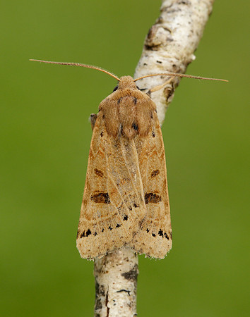 73.193 BF2270 Lunar Underwing Omphaloscelis lunosa