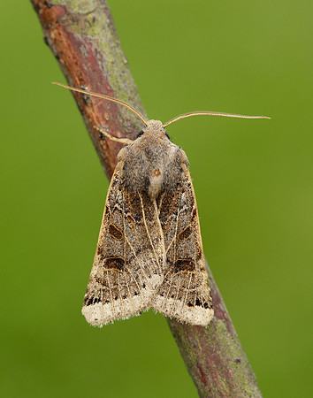 73.193 BF2270 Lunar Underwing Omphaloscelis lunosa