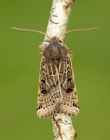 73.193 BF2270 Lunar Underwing Omphaloscelis lunosa